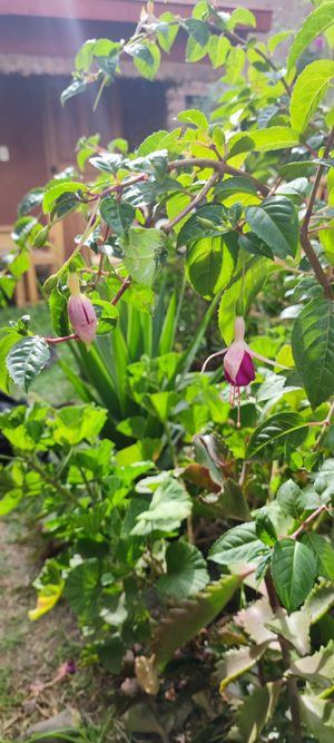  at Sacred Sushi and Curry Sunday in Pisac