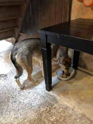 Dogs welcomed, they loved the food too! at Moagem in Aljezur