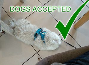 Dogs are accepted inside!  at La Fourchette Bio in Arcachon