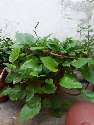 Espinada costeña organica de la Huerta de Rada en casa Samudra. at Mar y Hojas Cocina Vegana in Cartagena