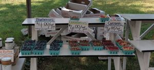 Berries at Palisades Farmers Market in Washington