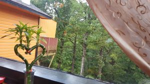 View from table. at Thai House in Eureka Springs