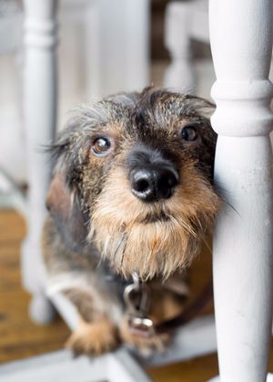 We had  the visit of Mr. Ludwig at #mirandacafe today. What a gentledog!   at Miranda Cafe in North London