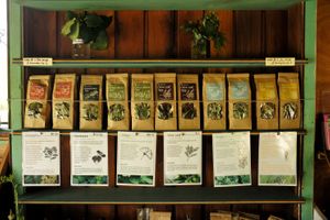 Organic Herbal Teas at Wilderland Trust Shop in Whitianga