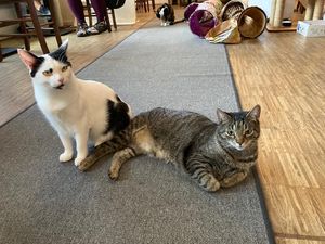 Stan and Peter ❤️ at Katzentempel - Nürnberg in Nuremberg