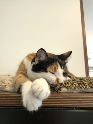 Sleepy Luky 💞 at Katzentempel - Nürnberg in Nuremberg