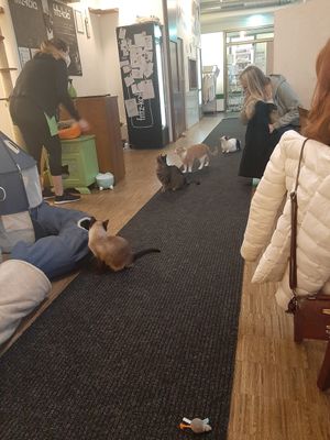 😻 at Katzentempel - Nürnberg in Nuremberg