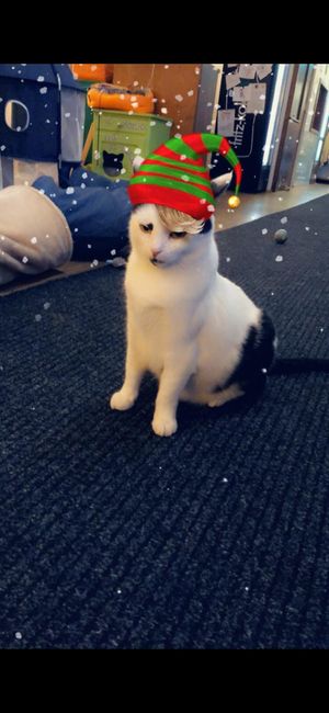 Stan the man at Katzentempel - Nürnberg in Nuremberg