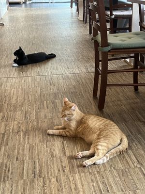   at Katzentempel - Nürnberg in Nuremberg