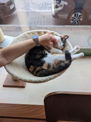 Elli at Katzentempel - Nürnberg in Nuremberg