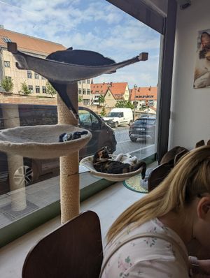  at Katzentempel - Nürnberg in Nuremberg