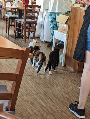  at Katzentempel - Nürnberg in Nuremberg