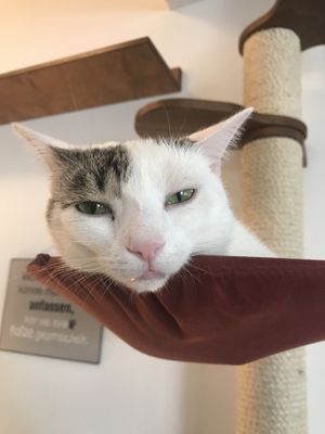   at Katzentempel - Nürnberg in Nuremberg