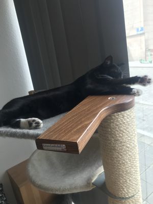   at Katzentempel - Nürnberg in Nuremberg