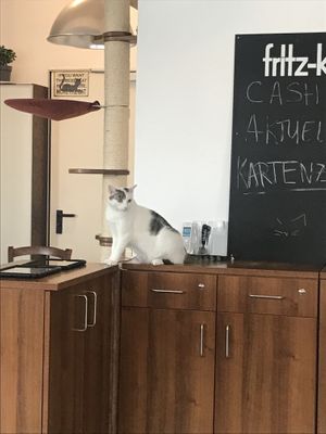   at Katzentempel - Nürnberg in Nuremberg