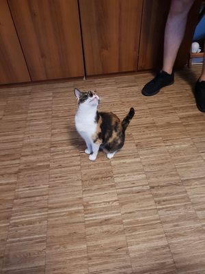  at Katzentempel - Nürnberg in Nuremberg