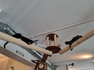  at Katzentempel - Nürnberg in Nuremberg