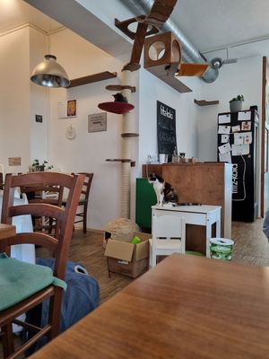  at Katzentempel - Nürnberg in Nuremberg