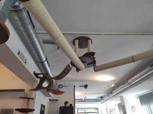 😻 at Katzentempel - Nürnberg in Nuremberg