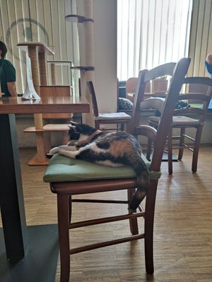  at Katzentempel - Nürnberg in Nuremberg