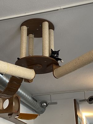   at Katzentempel - Nürnberg in Nuremberg