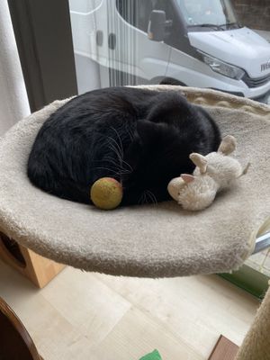   at Katzentempel - Nürnberg in Nuremberg