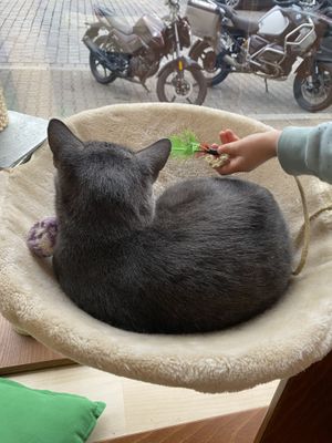   at Katzentempel - Nürnberg in Nuremberg