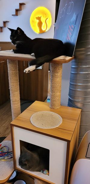  at Katzentempel - Nürnberg in Nuremberg