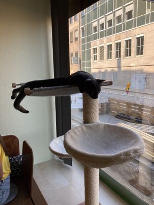   at Katzentempel - Nürnberg in Nuremberg