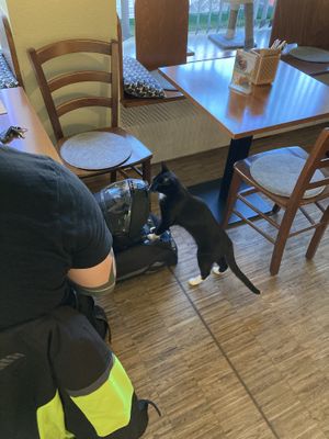   at Katzentempel - Nürnberg in Nuremberg