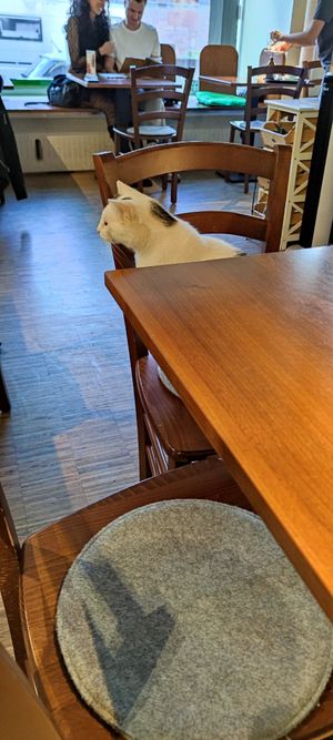  at Katzentempel - Nürnberg in Nuremberg