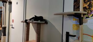  at Katzentempel - Nürnberg in Nuremberg