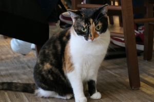 cat  at Katzentempel - Nürnberg in Nuremberg