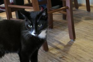 cat  at Katzentempel - Nürnberg in Nuremberg