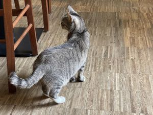   at Katzentempel - Nürnberg in Nuremberg