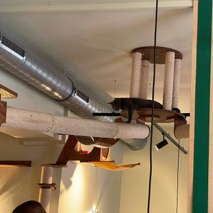   at Katzentempel - Nürnberg in Nuremberg