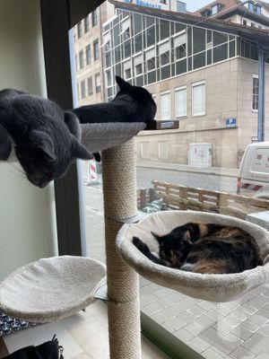   at Katzentempel - Nürnberg in Nuremberg