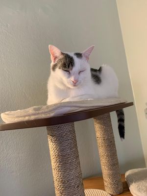   at Katzentempel - Nürnberg in Nuremberg