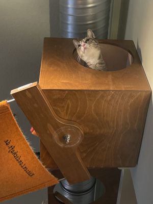   at Katzentempel - Nürnberg in Nuremberg