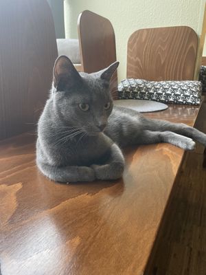   at Katzentempel - Nürnberg in Nuremberg