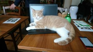 Trying to work at Katzentempel - Nürnberg in Nuremberg