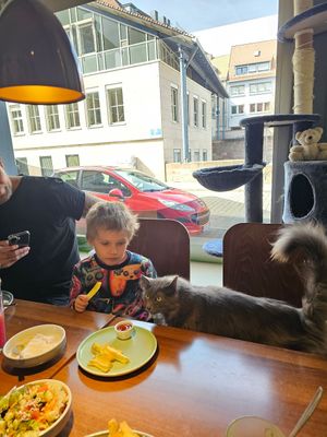  at Katzentempel - Nürnberg in Nuremberg