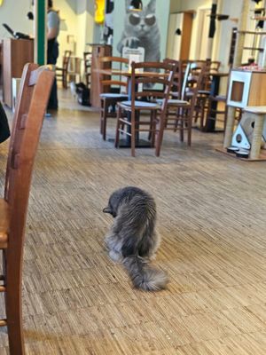  at Katzentempel - Nürnberg in Nuremberg