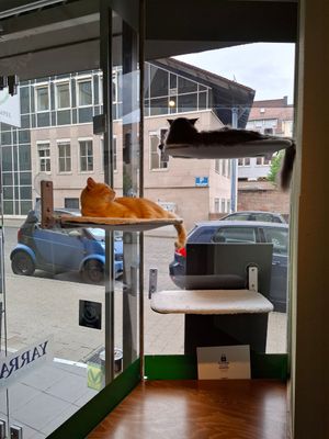  at Katzentempel - Nürnberg in Nuremberg