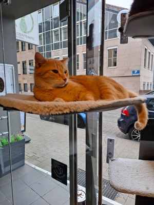  at Katzentempel - Nürnberg in Nuremberg