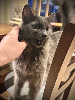   at Katzentempel - Nürnberg in Nuremberg