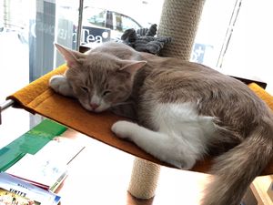 cute cat # 5 at Katzentempel - Nürnberg in Nuremberg