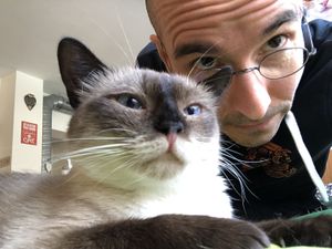 meow friend at Katzentempel - Nürnberg in Nuremberg