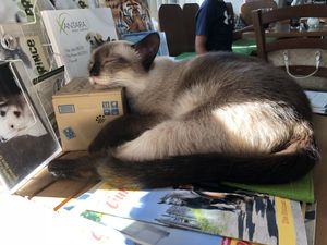 Sleepy kitty  at Katzentempel - Nürnberg in Nuremberg
