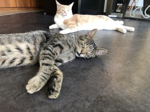 Cats  at Katzentempel - Nürnberg in Nuremberg